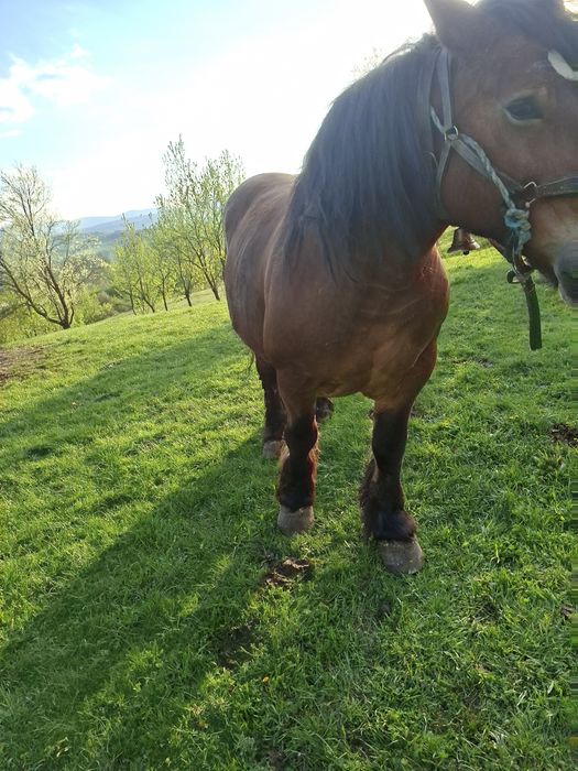 De vânzare iapă de 7 ani cu mânzucă de 11 zile