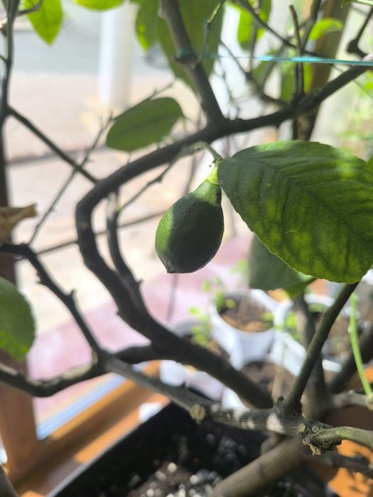 Продам лимон большой