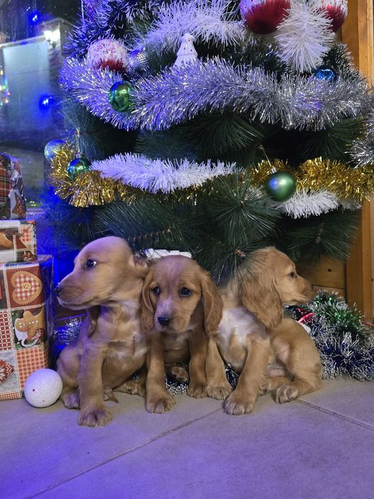 Чистокръвни Кокер Шпаньоли