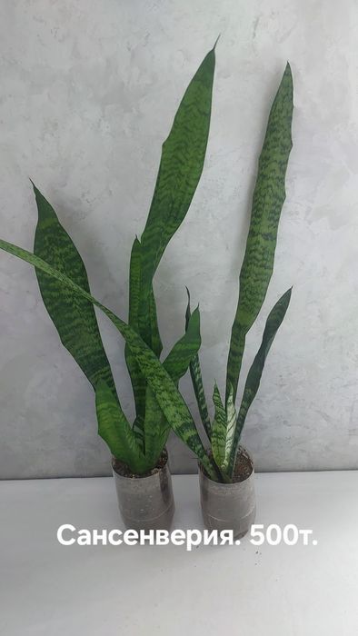 Комнатные растения.