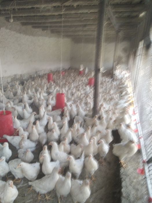 Товуклар сотилади