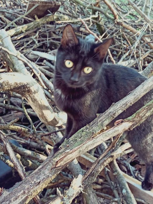 Малко гальовно черно женско коте търси дом