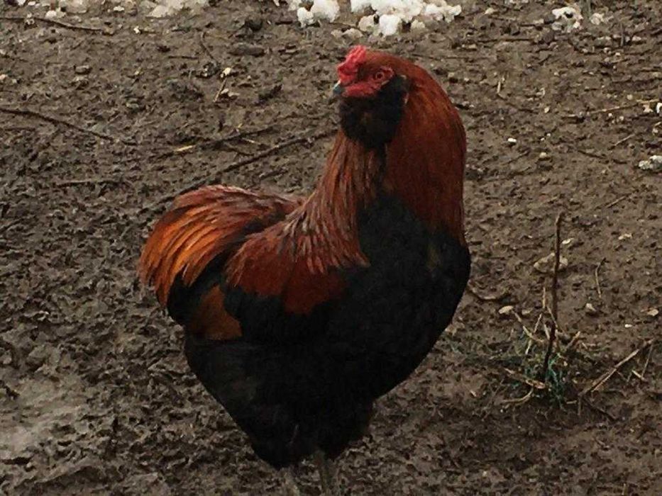 Ouă  incubat  Araucana Marans Wyandotte auriu La Bresse Plymonth R B