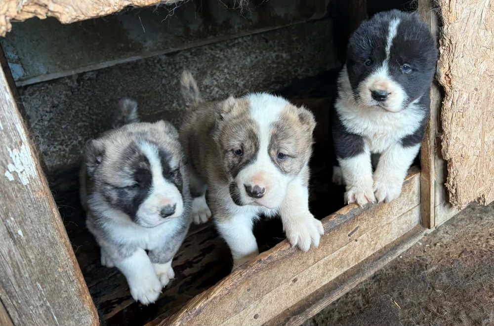 Кученца Алабайчета