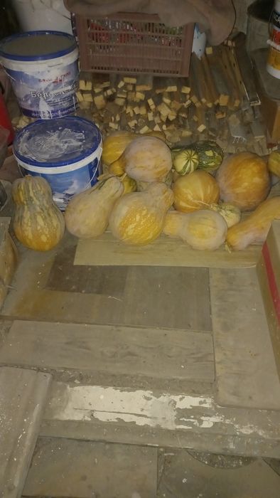 Тыква мантная сладкая