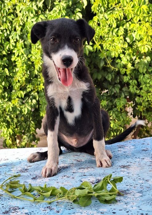 Подарите малышу семью