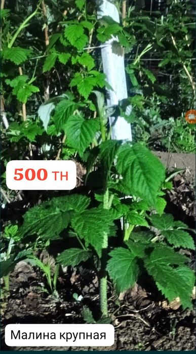 Малина отростки для посадки