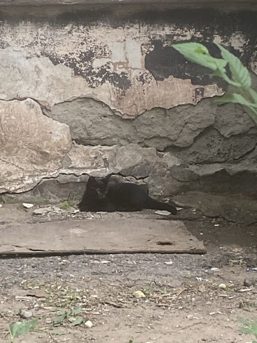 Уличные котята в добрые руки