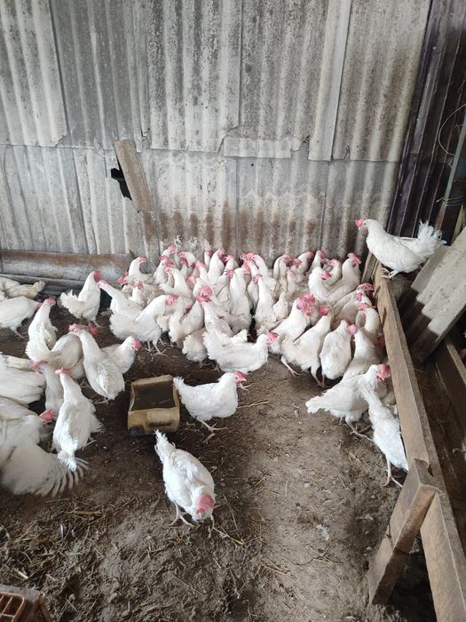 Куры несушки легорны