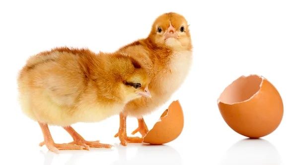 Inkubator nasiya savdoga