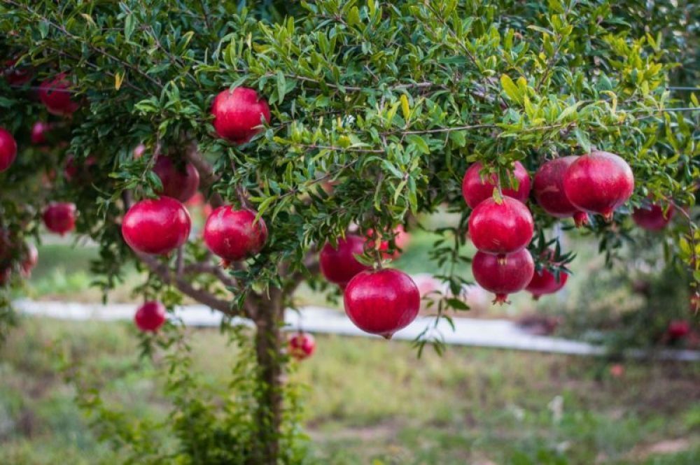 Pomi Fructiferi Exotici (RODIE )la ghiveci