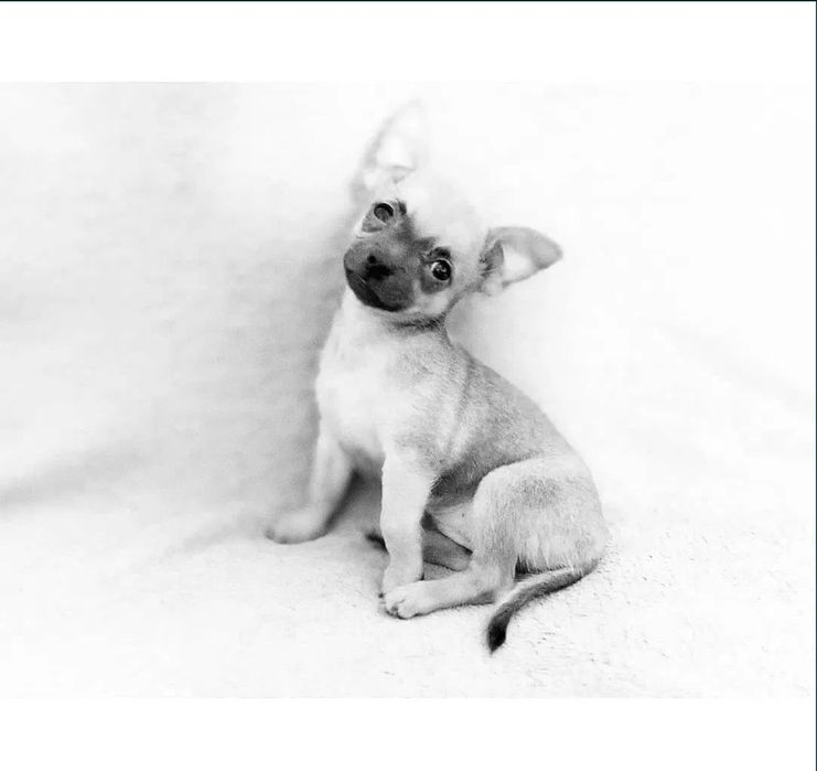 Вязка Чихуахуа кабель