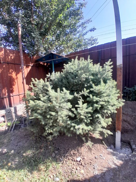 Ель голубая две штуки