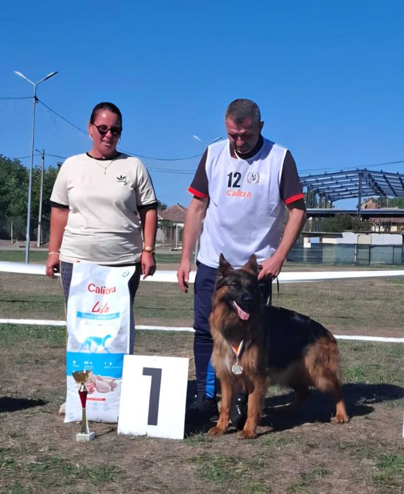 Ciobanesc German cu par lung