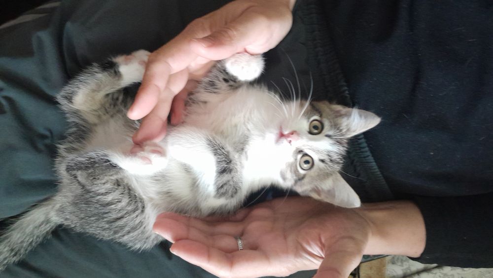 Отдам домашних котят в добрые руки