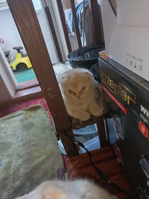 Mushuk bolachalari srochna sotiladi