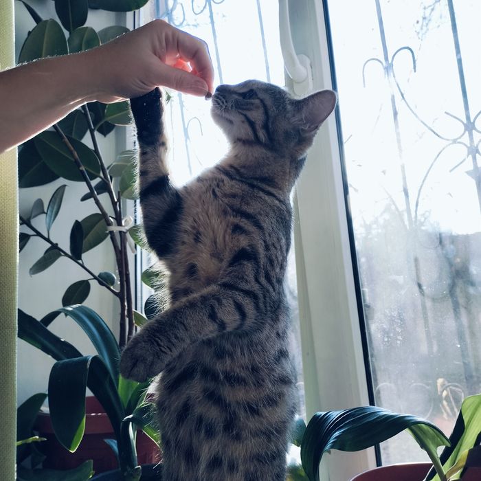 Отдам кошечку в добрые руки