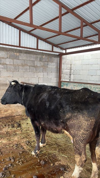 Сиыр бызауымен сатылады