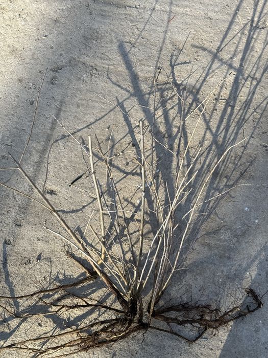 Arbusti catina bio cantitate mare