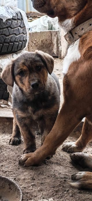 Отдам щенка, помесь Стаффорда и спаниеля