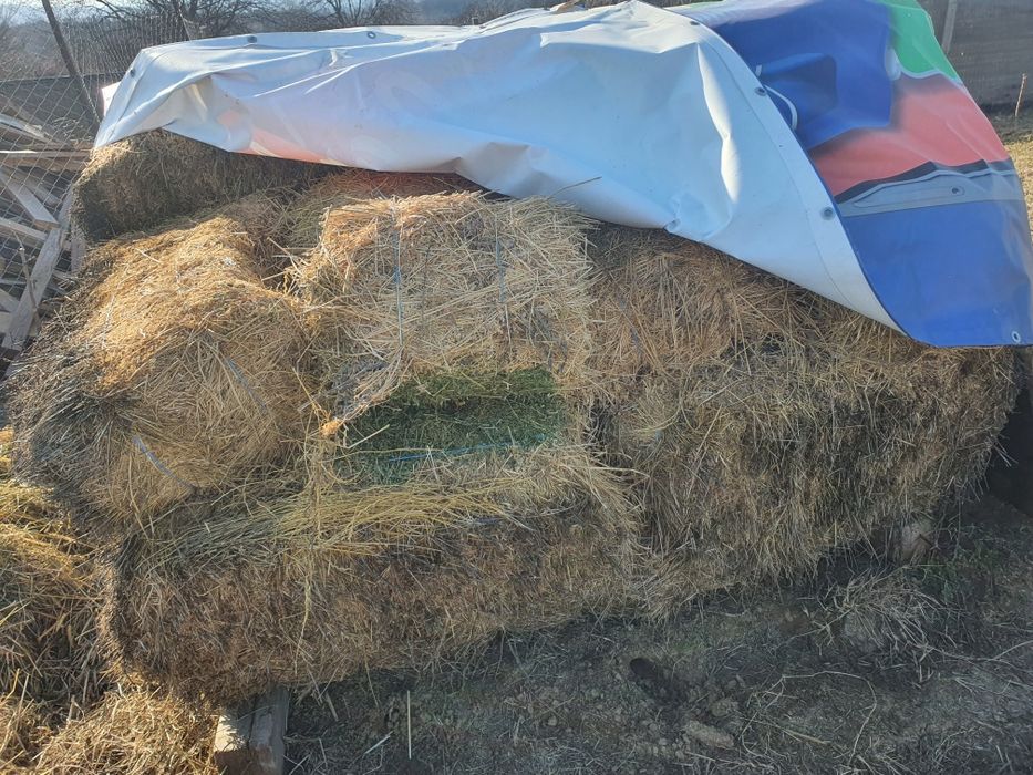 Lucernă de vânzare