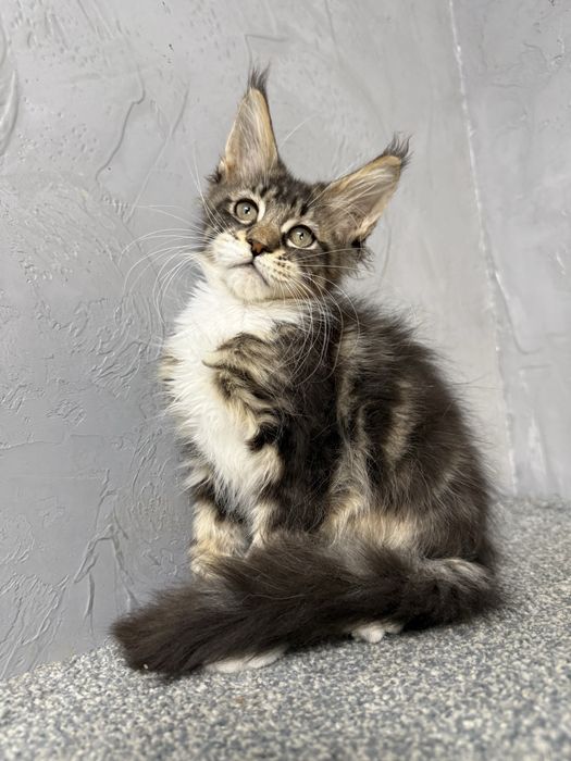 шикарные котята мейн-куны