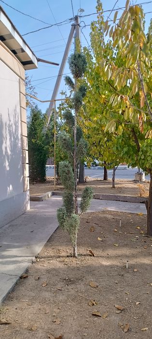 Archa kiparis Pon-Pon Bansay boyi 3.20 sotiladi