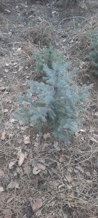 Голубой ель 0,5 метрдан 2 метргача