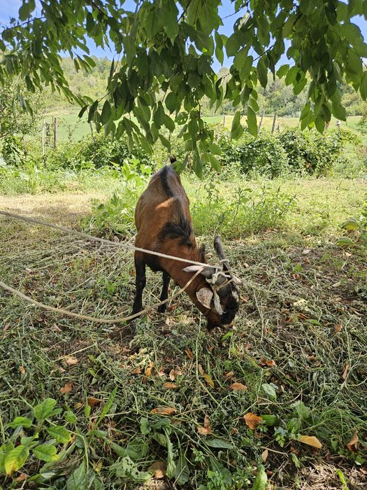 Vând țap alpin ,vârstă un an  .