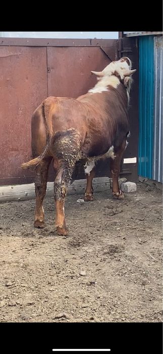 откорм бұқалар жақсы бағада