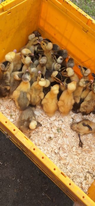 boboci rata romaneasca ,polare,lesesti