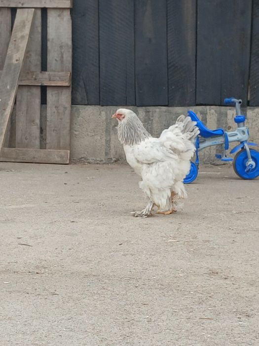 Gaini brahma de vanzare