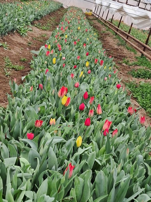 Тюльпан оптом акция