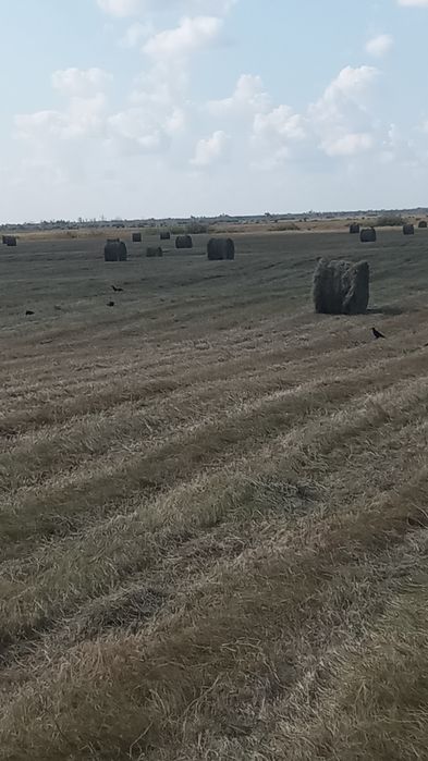 Продам сено зелёное. Варианты