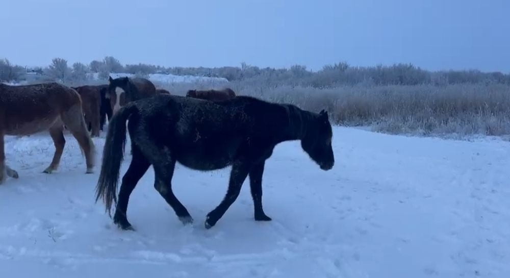 15 бас жылқы сатылады
