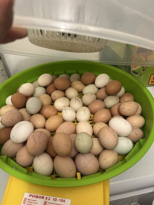 Vand oua de consum si incubat