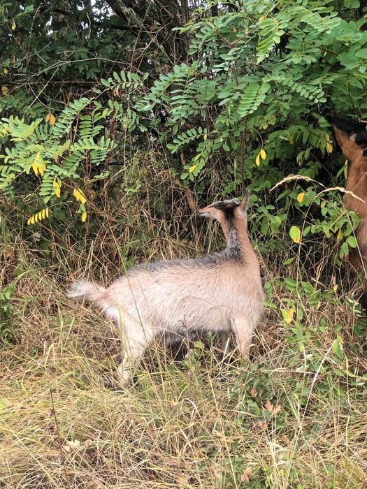 Vând iezi la schimb pe purcei