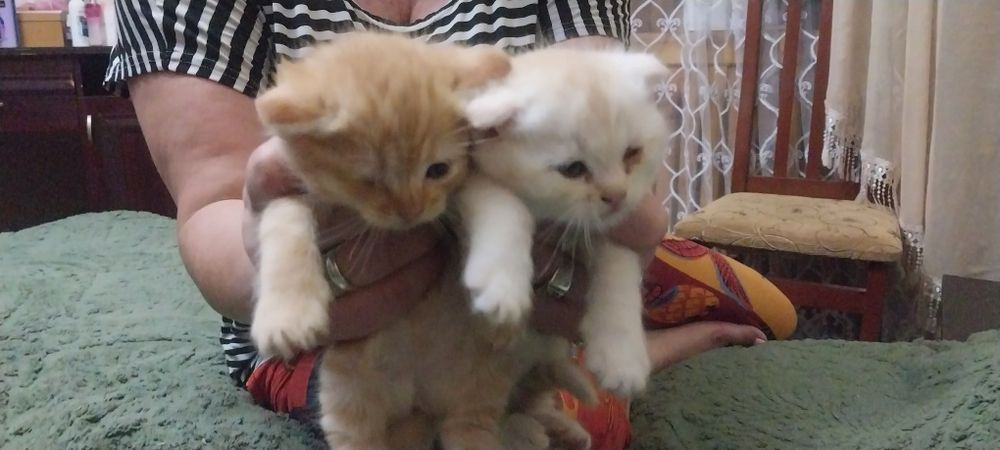 Котята родились 9мая