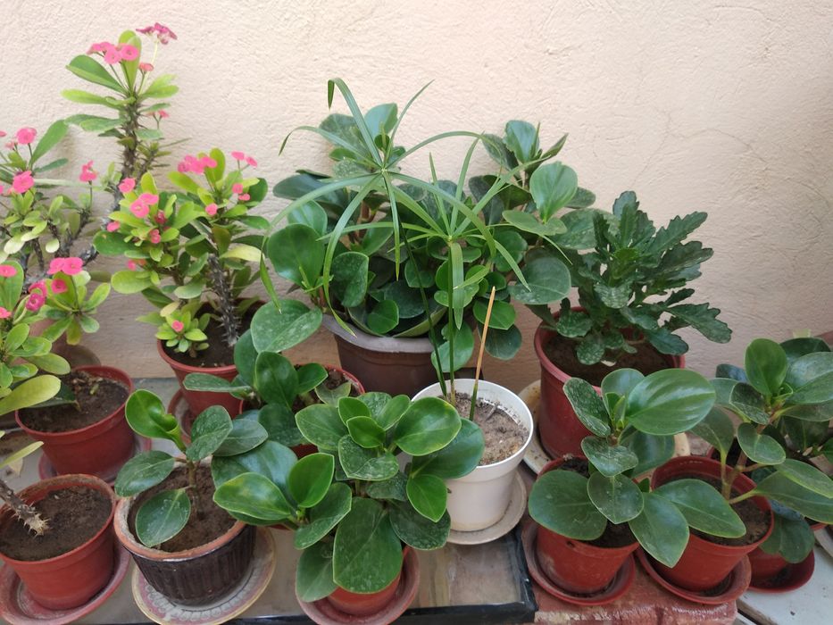 Домашние цветы- весна нашего дома