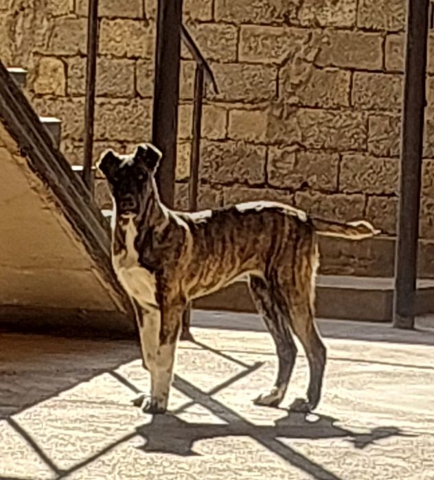 Продаётся Алабай+дог девушка 10 месяц  хороший сторож