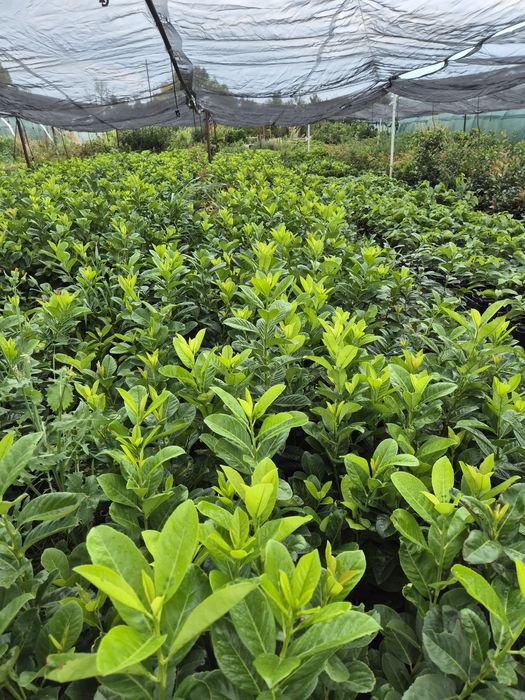 Лавровишна за жив плет