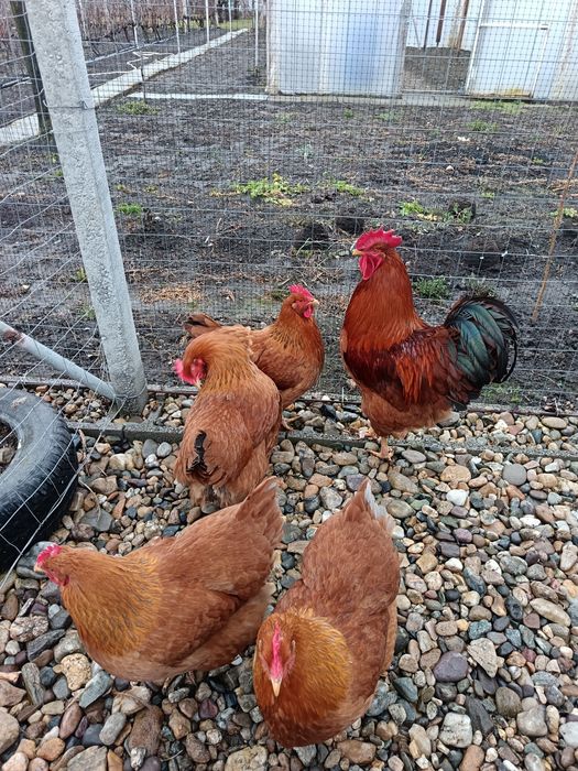 Familie gaini new hampshire