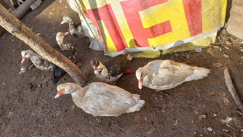 Срочно. Продам Индаутка