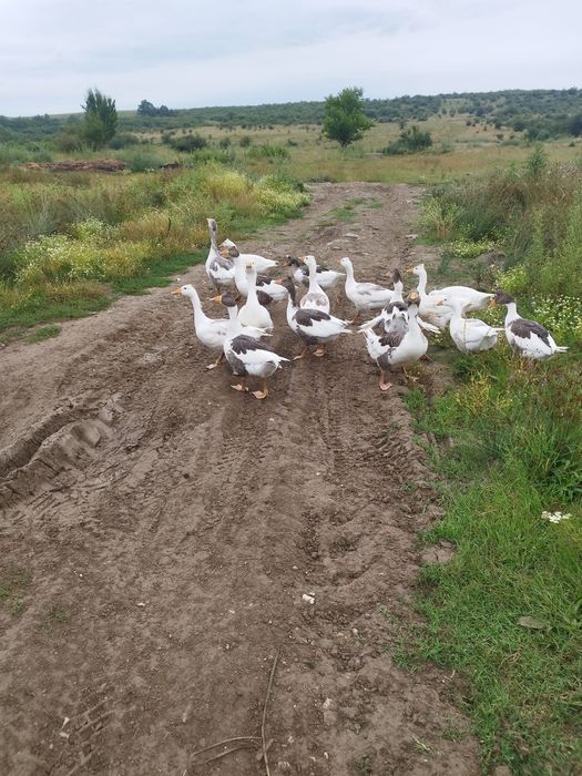 Vand pui de gasca de anul asta si gaste bătrâne