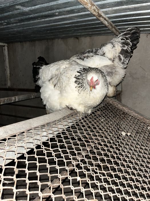 Брама и павлины куры