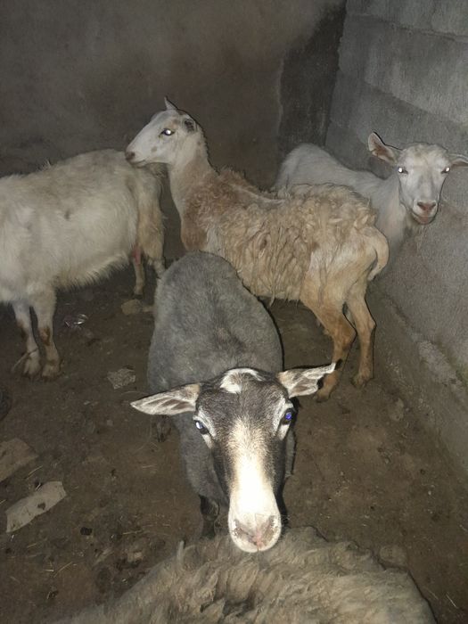 Рамановские бараны