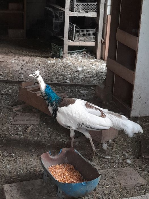 De vânzare pauni și porumbei