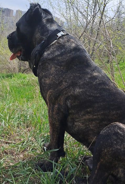 Кане-корсо Вязка