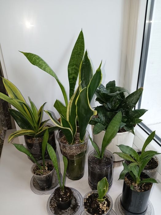 Сансевиерии, обмен