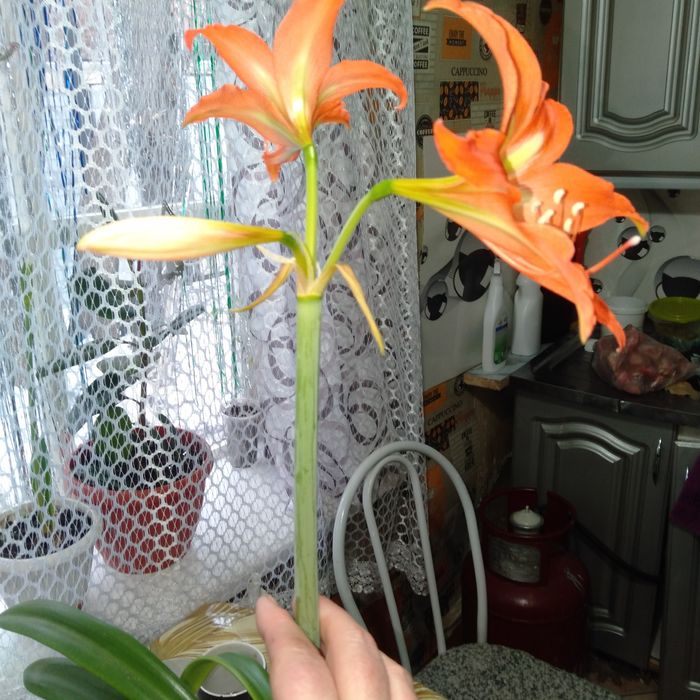 Срочно продам цветы